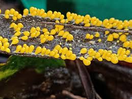 Attēlu rezultāti vaicājumam “Badhamiopsis praetermissa macro”