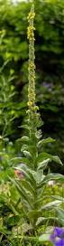 Attēlu rezultāti vaicājumam “Verbascum thapsus fruit”