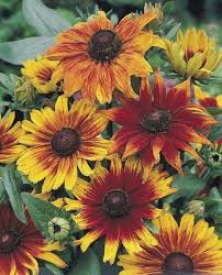 Attēlu rezultāti vaicājumam “Rudbeckia hirta var. hirta”