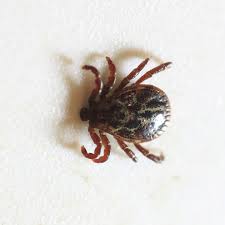 Attēlu rezultāti vaicājumam “Dermacentor reticulatus”