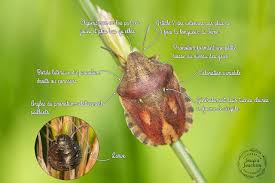 Attēlu rezultāti vaicājumam “Eurygaster testudinaria”