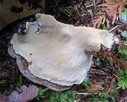 Attēlu rezultāti vaicājumam “Heterobasidion annosum”