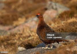 Attēlu rezultāti vaicājumam “Lagopus lagopus male”