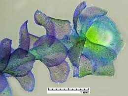 Attēlu rezultāti vaicājumam “Scapania undulata”