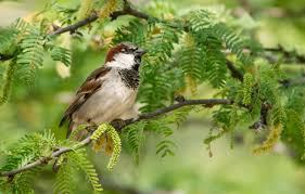 Image result for Passer domesticus