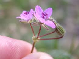 Attēlu rezultāti vaicājumam “Erodium cicutarium”