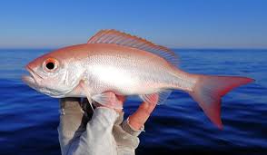 Image result for Rhomboplites aurorubens