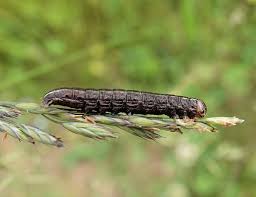 Attēlu rezultāti vaicājumam “Tholera cespitis”