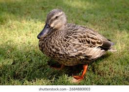 Attēlu rezultāti vaicājumam “Anas platyrhynchos female”