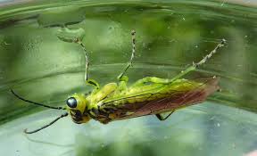 Attēlu rezultāti vaicājumam “Rhogogaster viridis”