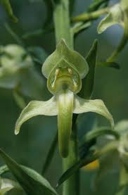 Attēlu rezultāti vaicājumam “Platanthera chlorantha flower”