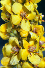 Image result for Verbascum densiflorum