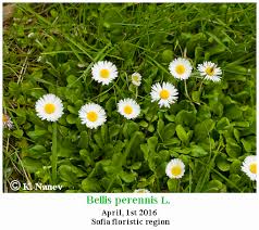 Attēlu rezultāti vaicājumam “Bellis perennis bud”