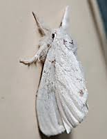 Attēlu rezultāti vaicājumam “Euproctis similis”