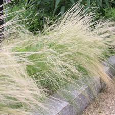 Attēlu rezultāti vaicājumam “Najas tenuissima leaf”