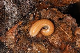 Attēlu rezultāti vaicājumam “Polyzonium germanicum”