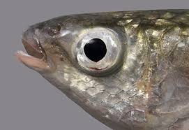 Image result for Chelon dumerili