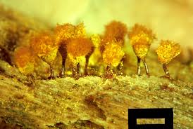 Attēlu rezultāti vaicājumam “Hemitrichia calyculata stalked”