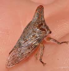 Attēlu rezultāti vaicājumam “Membracidae”