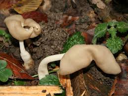 Attēlu rezultāti vaicājumam “Helvella elastica”