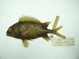 Image result for Holocentrus adscensionis