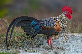 Attēlu rezultāti vaicājumam “Gallus male”