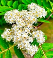 Attēlu rezultāti vaicājumam “Sorbus aucuparia flower”