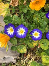 Image result for Convolvulus tricolor
