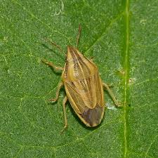 Attēlu rezultāti vaicājumam “Aelia acuminata”