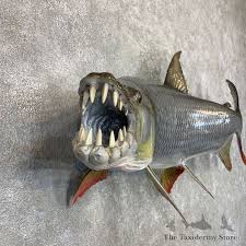 Image result for Goliath Tigerfish