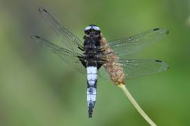 Attēlu rezultāti vaicājumam “Libellula fulva male”