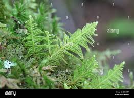 Attēlu rezultāti vaicājumam “Ptilium crista-castrensis”