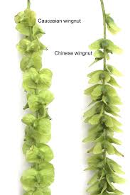 Attēlu rezultāti vaicājumam “Pterocarya fraxinifolia male flower”