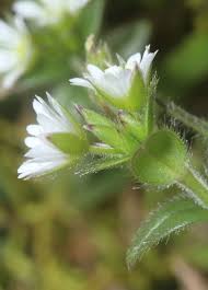 Attēlu rezultāti vaicājumam “Cerastium holosteoides fruit”