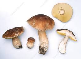 Attēlu rezultāti vaicājumam “Boletus edulis”