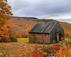 Attēlu rezultāti vaicājumam “Arcyria, Heterotrichia sp.”