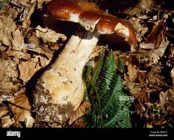 Attēlu rezultāti vaicājumam “Cortinarius praestans”