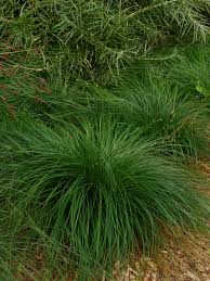 Attēlu rezultāti vaicājumam “Carex arenaria”