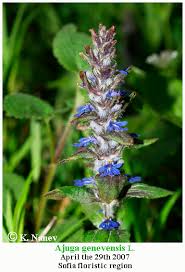 Attēlu rezultāti vaicājumam “Ajuga genevensis flower”