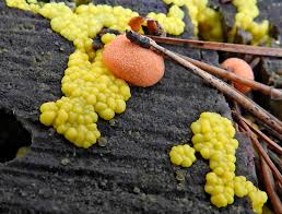 Attēlu rezultāti vaicājumam “Symphytocarpus impexus plasmodium”