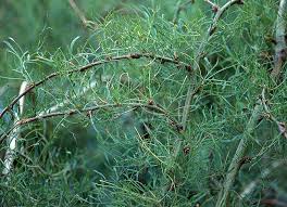 Attēlu rezultāti vaicājumam “Caragana arborescens leaf”