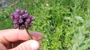 Attēlu rezultāti vaicājumam “Allium scorodoprasum”