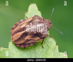 Attēlu rezultāti vaicājumam “Eurygaster testudinaria”