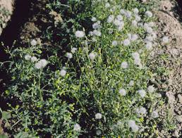 Attēlu rezultāti vaicājumam “Senecio vulgaris flower”