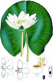 Attēlu rezultāti vaicājumam “Nymphaea candida”