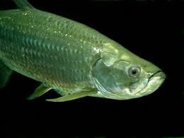 Image result for Megalops atlanticus