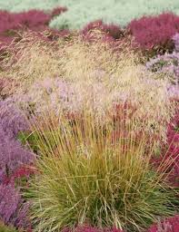 Attēlu rezultāti vaicājumam “Deschampsia cespitosa”