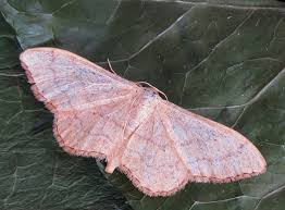 Attēlu rezultāti vaicājumam “Idaea straminata”