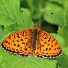 Attēlu rezultāti vaicājumam “Brenthis ino upperside”