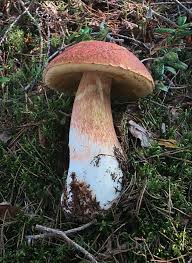 Attēlu rezultāti vaicājumam “Boletales”